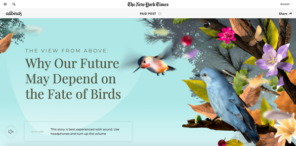 Allbirds ve NYT